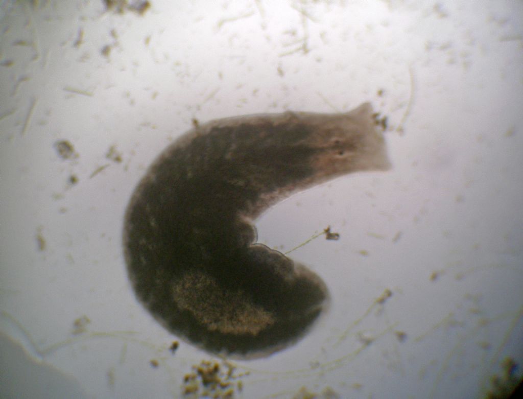 Planaria: forse Crenobia alpina